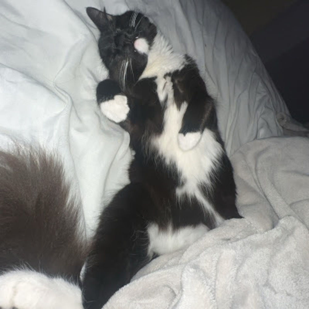 Meet your Posher, Isabella